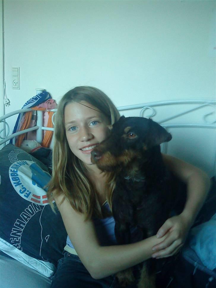 Tysk jagtterrier rossi - uhh en der gider at kæle mig billede 11