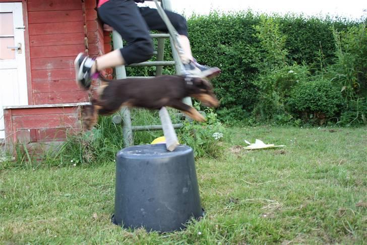 Tysk jagtterrier rossi - uhh der dyfter billede 12