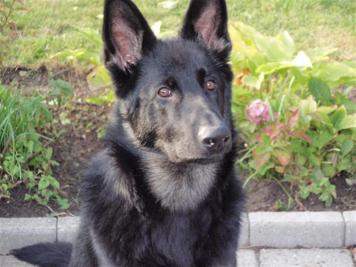 Schæferhund Charlie billede 2