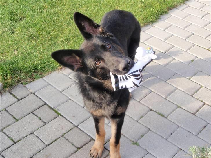 Schæferhund Charlie billede 3