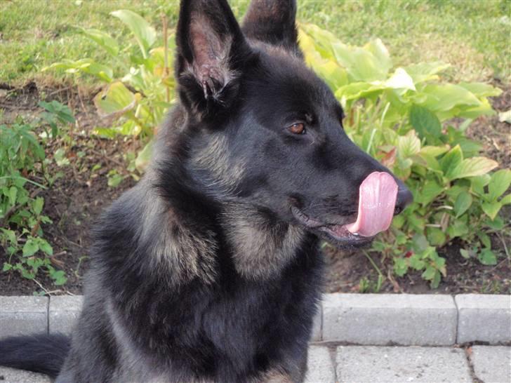 Schæferhund Charlie billede 4