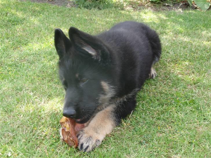 Schæferhund Charlie billede 5