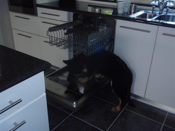 Schæferhund Charlie billede 6