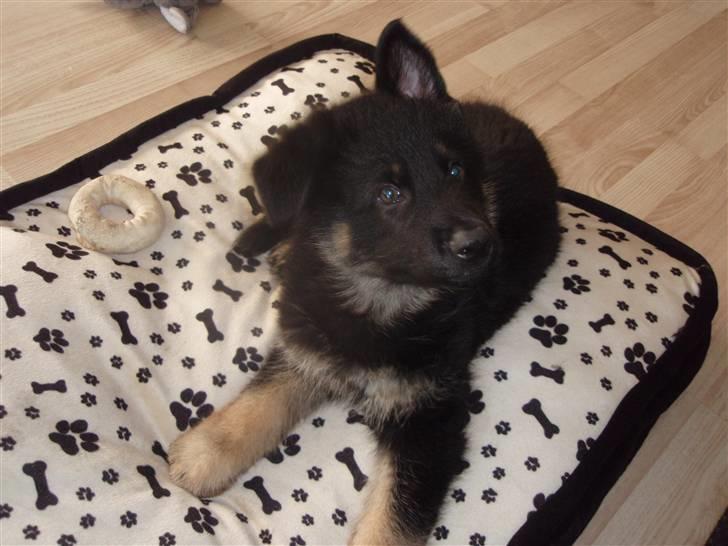 Schæferhund Charlie billede 7
