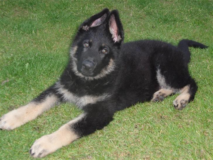 Schæferhund Charlie billede 8