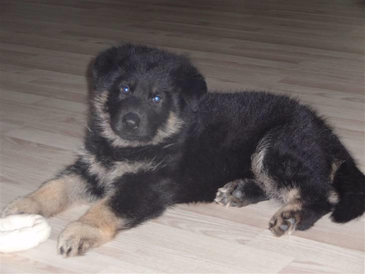 Schæferhund Charlie billede 9