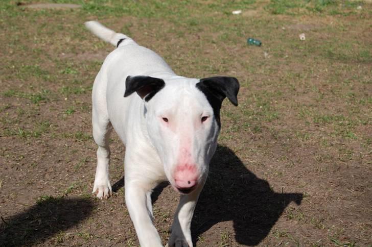 Bullterrier Steadfast Oscar R*I*P - Oscar 11 mdr billede 1