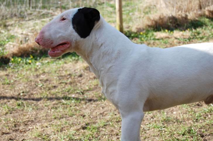 Bullterrier Steadfast Oscar R*I*P - Oscar 11 mdr. billede 2