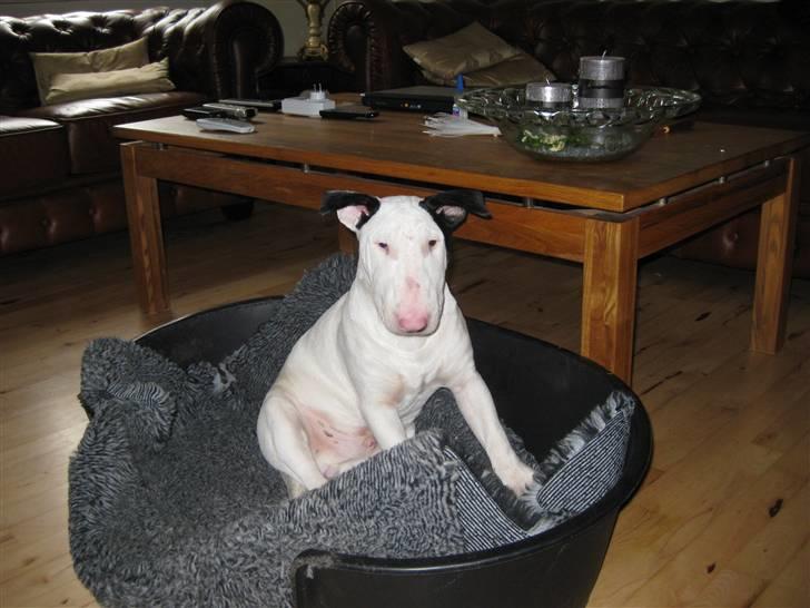 Bullterrier Steadfast Oscar R*I*P billede 3