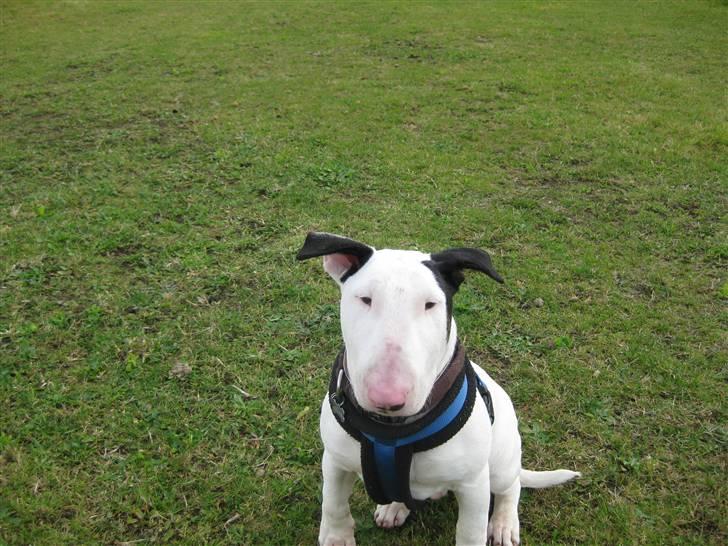 Bullterrier Steadfast Oscar R*I*P billede 4