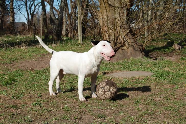 Bullterrier Steadfast Oscar R*I*P - Oscar 11 mdr. billede 5