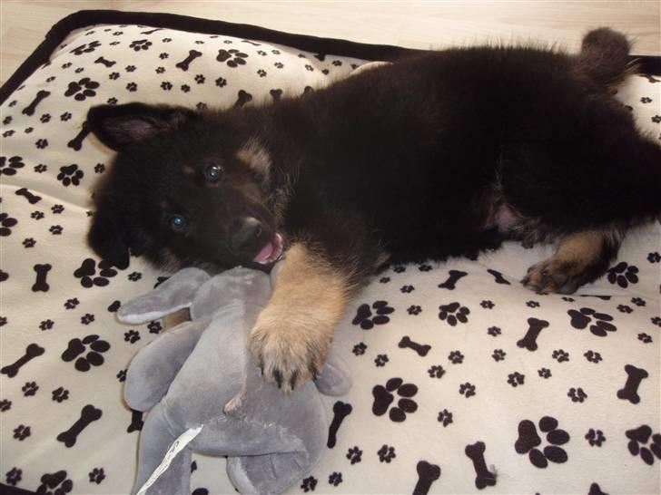 Schæferhund Charlie billede 10