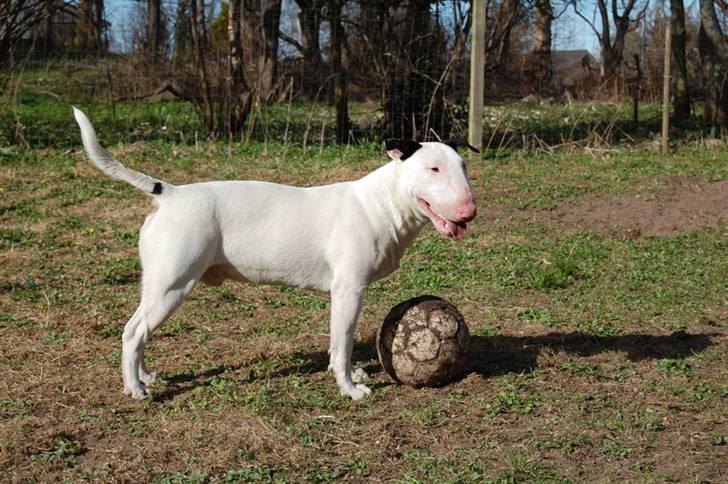 Bullterrier Steadfast Oscar R*I*P - Oscar 11 mdr. billede 6