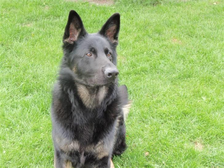 Schæferhund Charlie billede 11