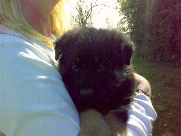 Schæferhund Charlie billede 12