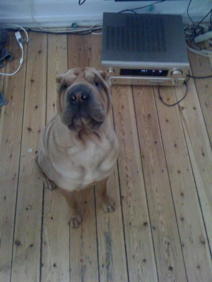 Shar pei Nelly søger leger ven - så fin er jeg  billede 8