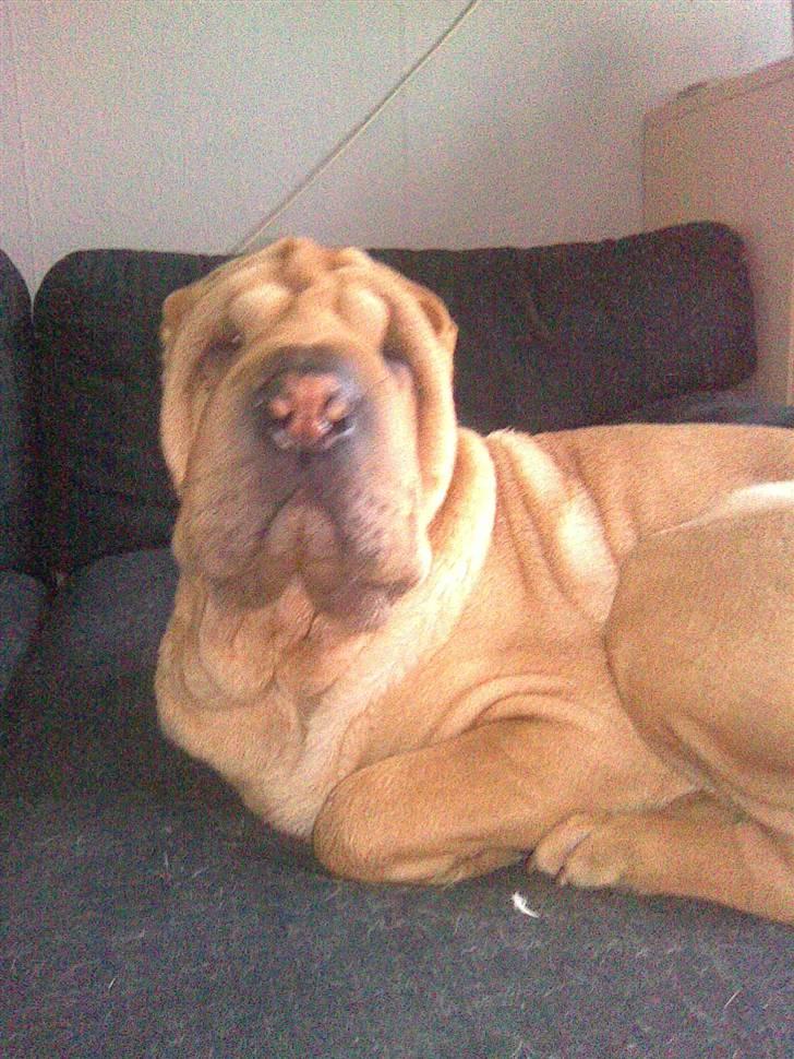 Shar pei Nelly søger leger ven - god  mogen :-) billede 9