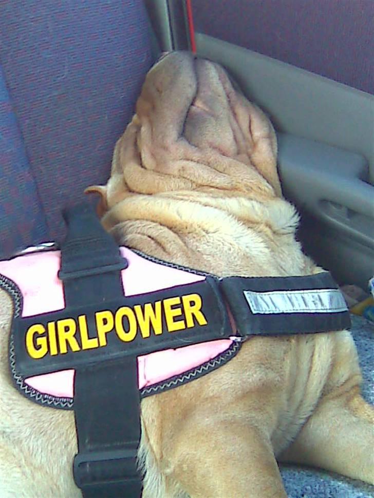 Shar pei Nelly søger leger ven - fuck en kør tur!!!!!!!! billede 10