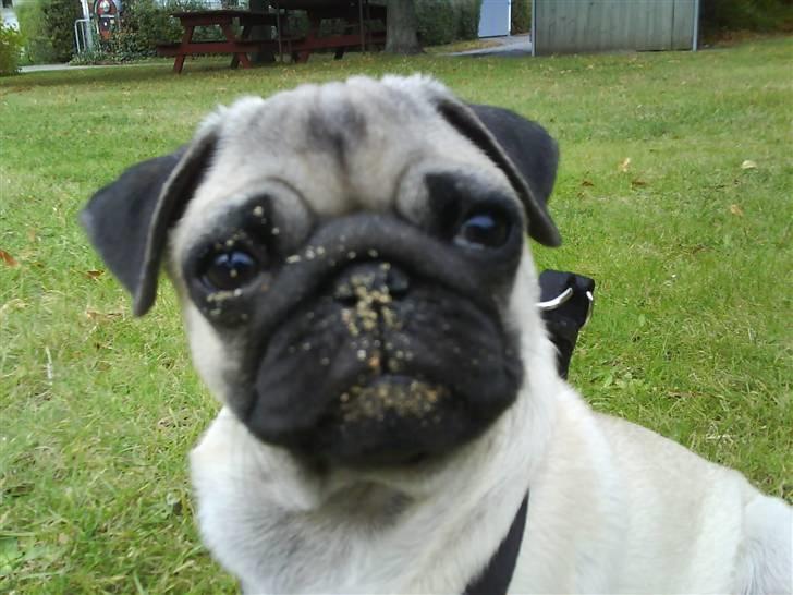 Mops Gilbert - Velkommen!:) billede 1