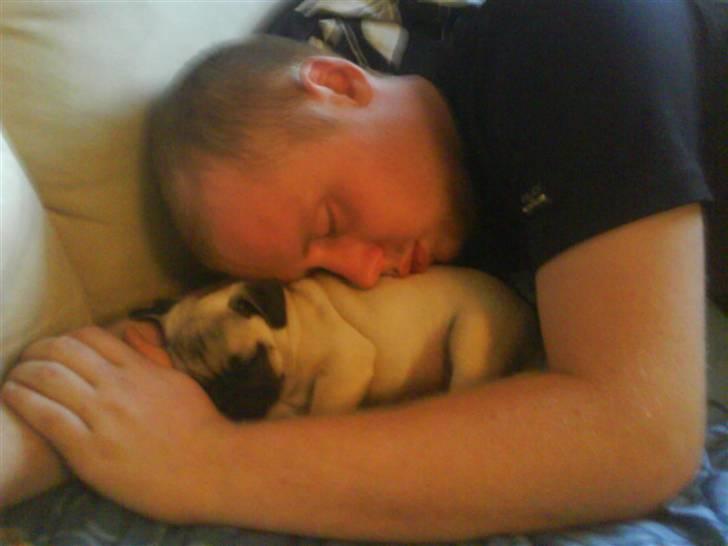 Mops Gilbert - ligger lige og putter med far:) billede 2