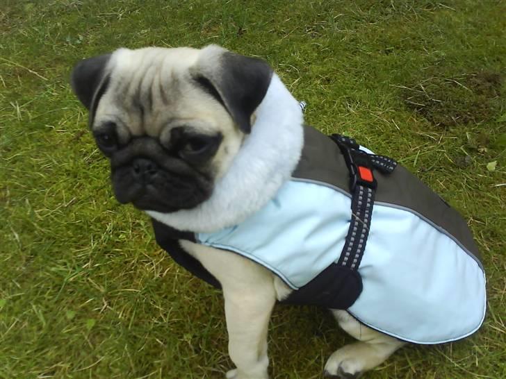 Mops Gilbert - Det er da ikke meningen at jeg skal ha den her på hver gang.. vel? billede 3