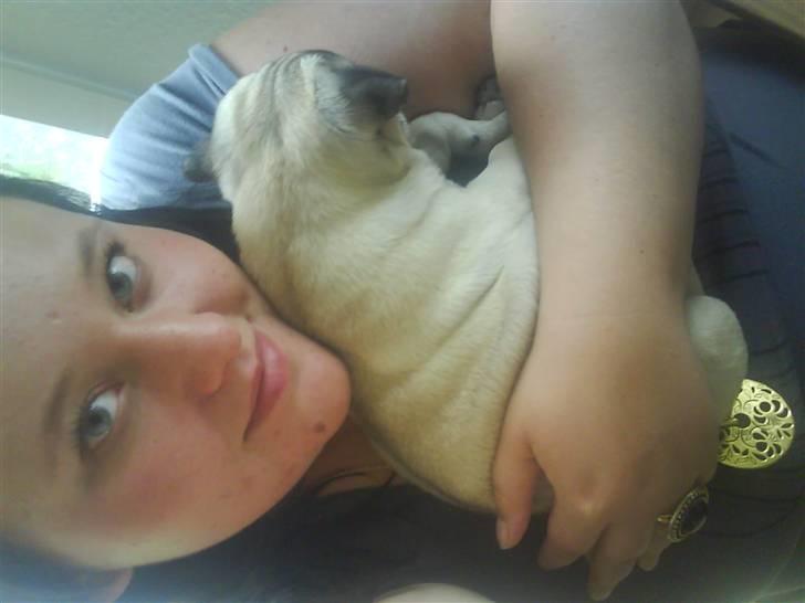 Mops Gilbert - Sover hos mor:) billede 4