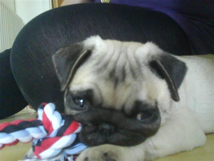 Mops Gilbert - gilbert med reb billede 5