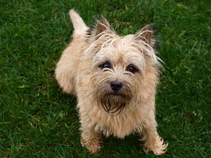 Cairn terrier Nala - Velkommen til Nala´s profil billede 1