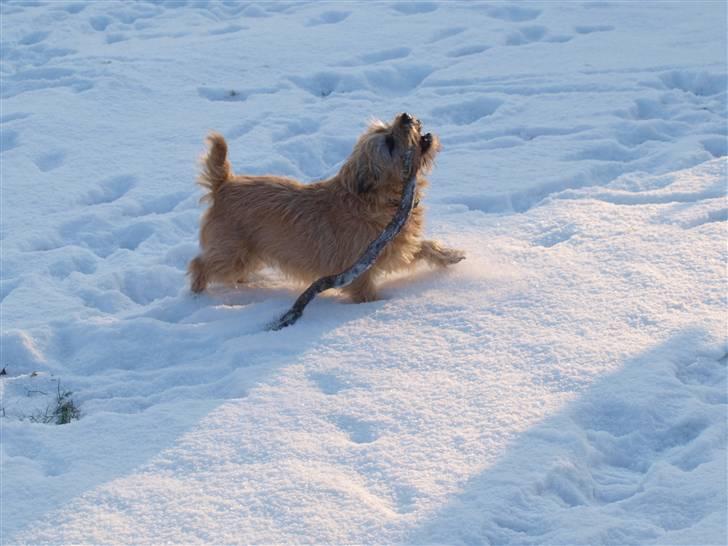 Cairn terrier Nala - Min pind! billede 2