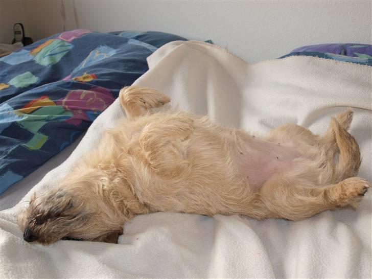 Cairn terrier Nala billede 3