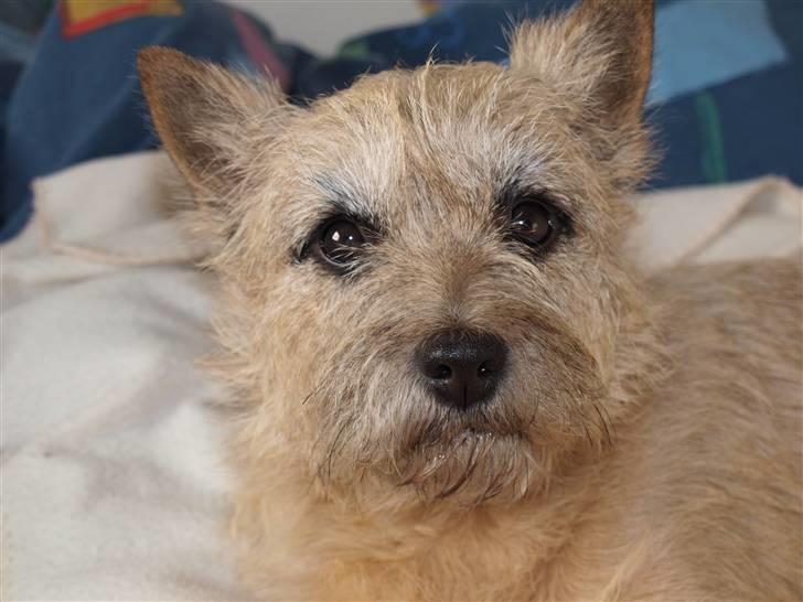 Cairn terrier Nala billede 4