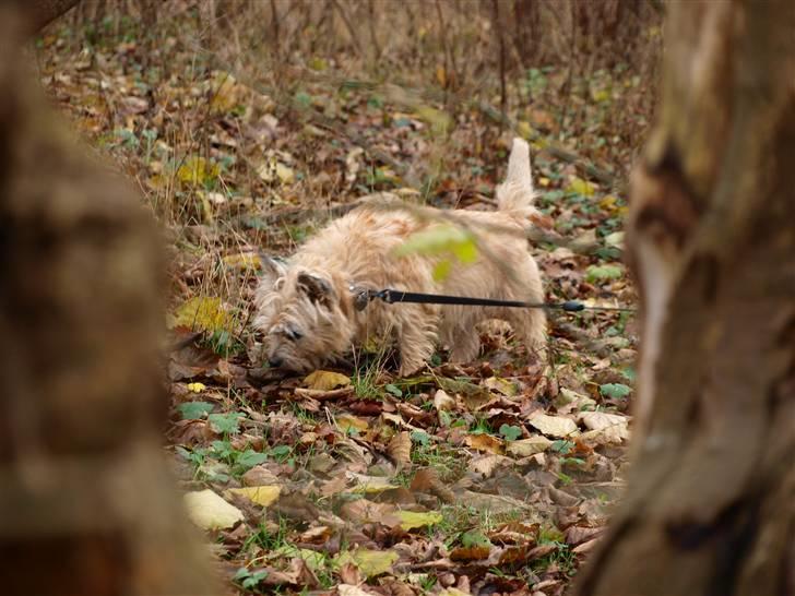 Cairn terrier Nala billede 5