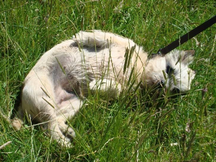 Cairn terrier Nala billede 6