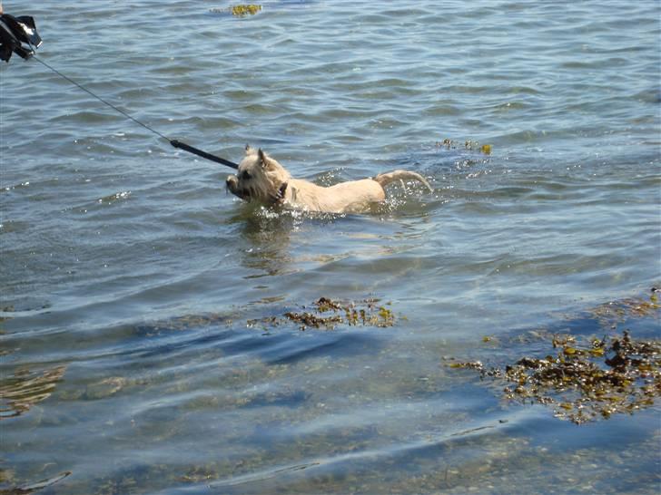 Cairn terrier Nala billede 7