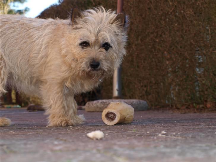 Cairn terrier Nala billede 8