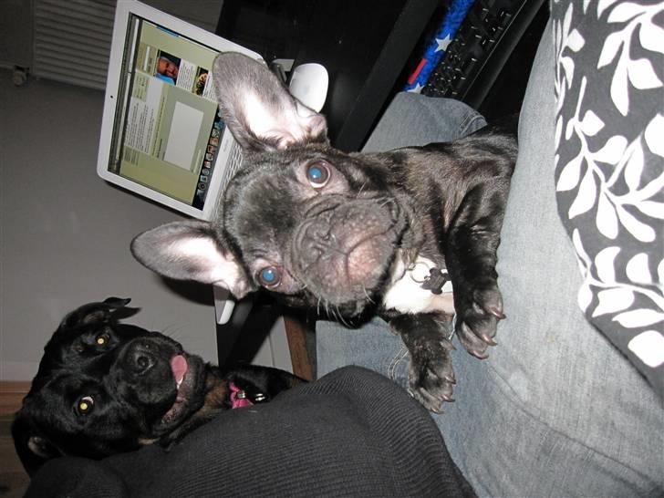 Fransk bulldog Boris RIP d 1/11 10 ): - titit billede 2