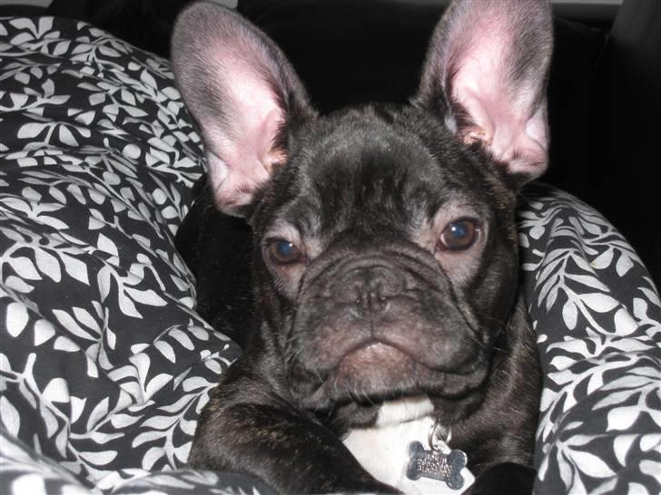 Fransk bulldog Boris RIP d 1/11 10 ): billede 3