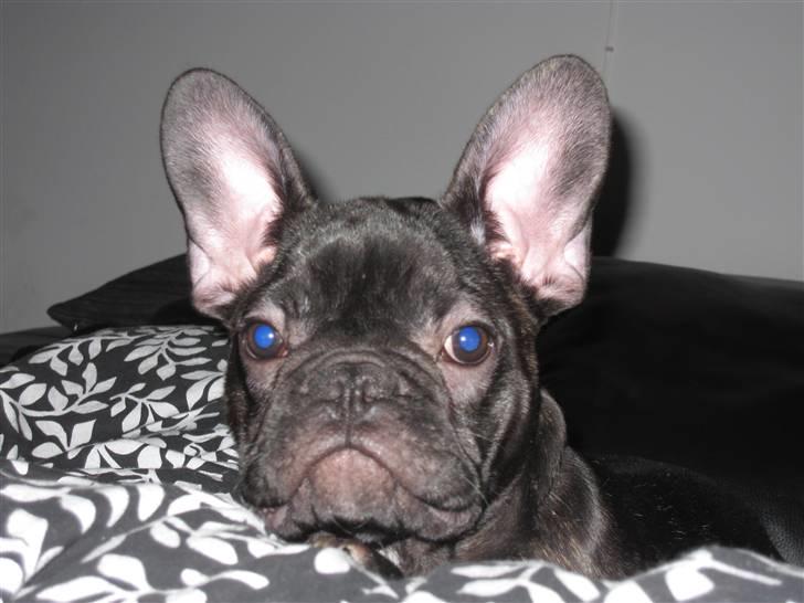 Fransk bulldog Boris RIP d 1/11 10 ): billede 4