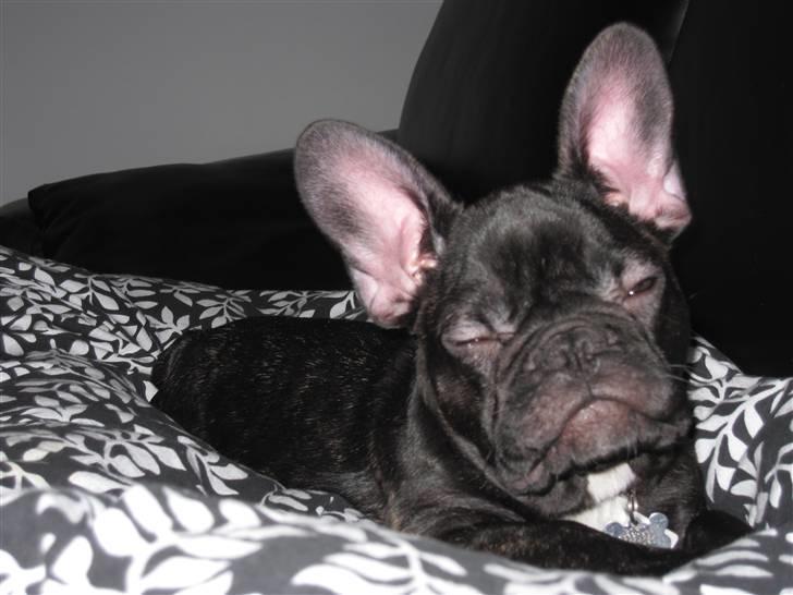 Fransk bulldog Boris RIP d 1/11 10 ): billede 5