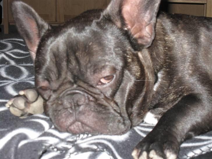 Fransk bulldog Boris RIP d 1/11 10 ): billede 8