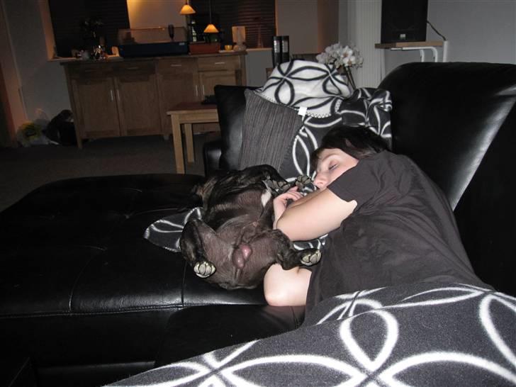 Fransk bulldog Boris RIP d 1/11 10 ): billede 9