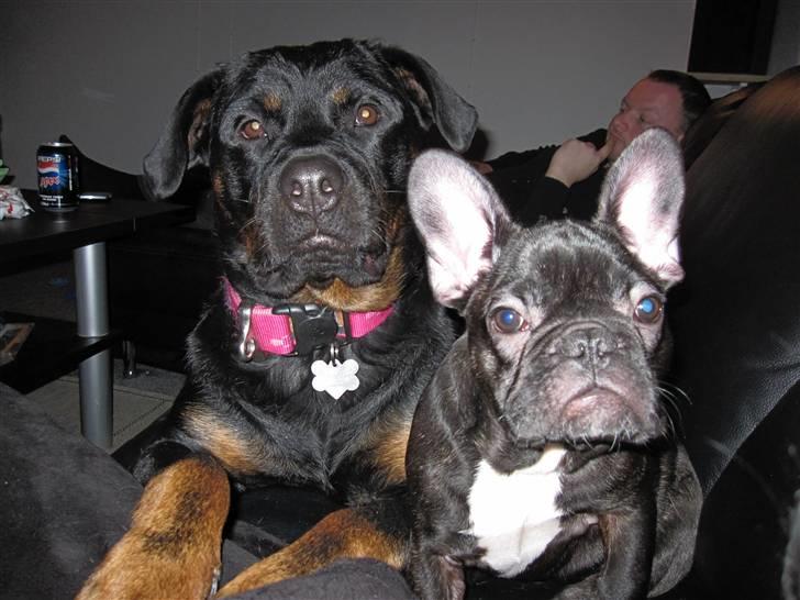 Fransk bulldog Boris RIP d 1/11 10 ): billede 10