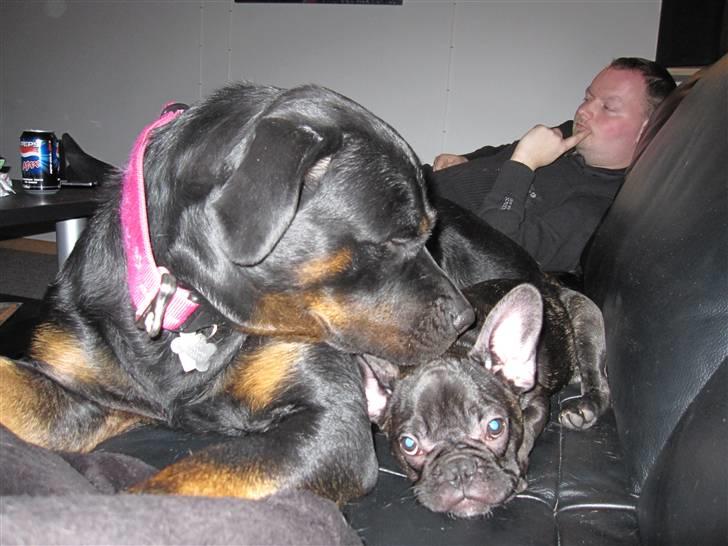 Fransk bulldog Boris RIP d 1/11 10 ): billede 11