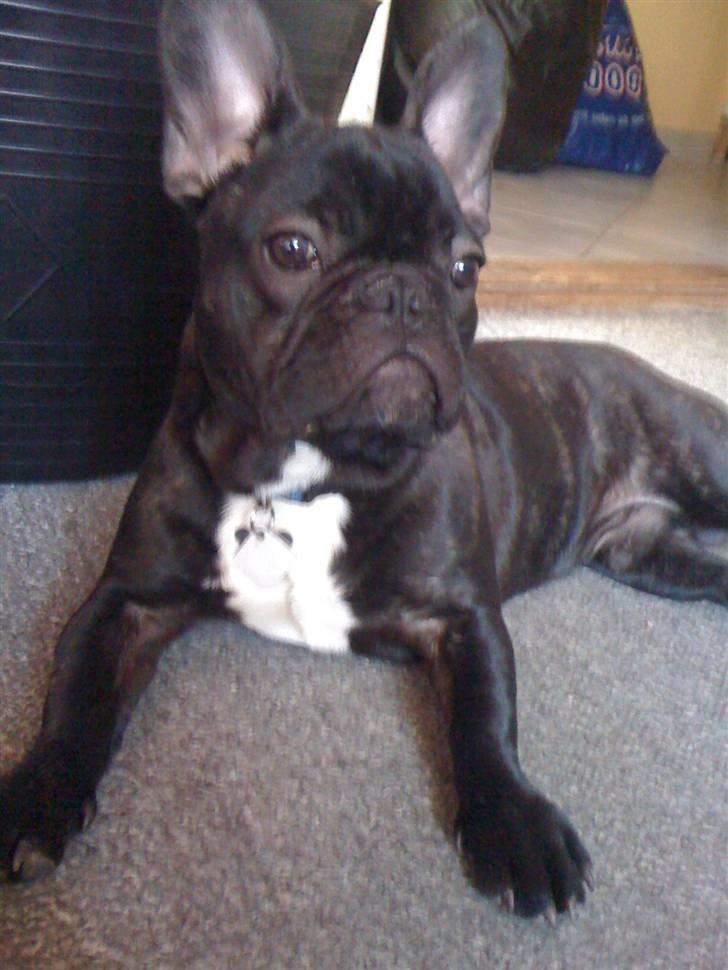Fransk bulldog Boris RIP d 1/11 10 ): billede 12