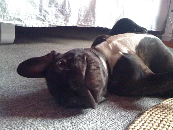 Fransk bulldog Boris RIP d 1/11 10 ): billede 13