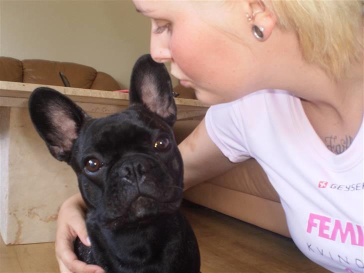 Fransk bulldog Tyson billede 14