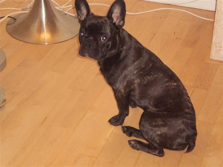 Fransk bulldog Tyson billede 15