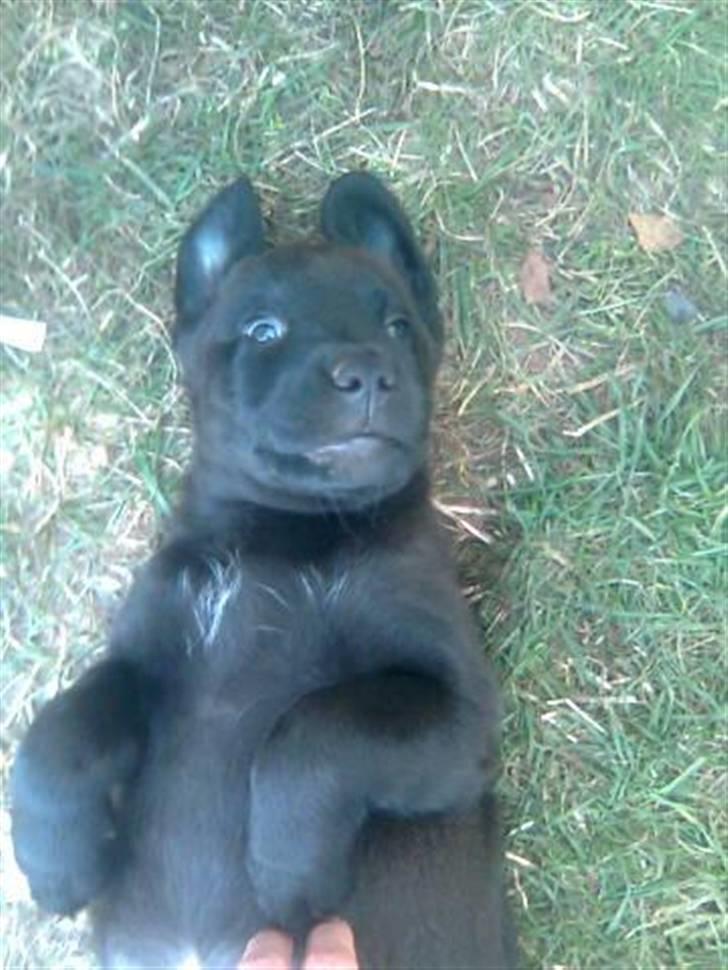 Blanding af racer Broweiler Odin - Nyder lige livet... billede 6