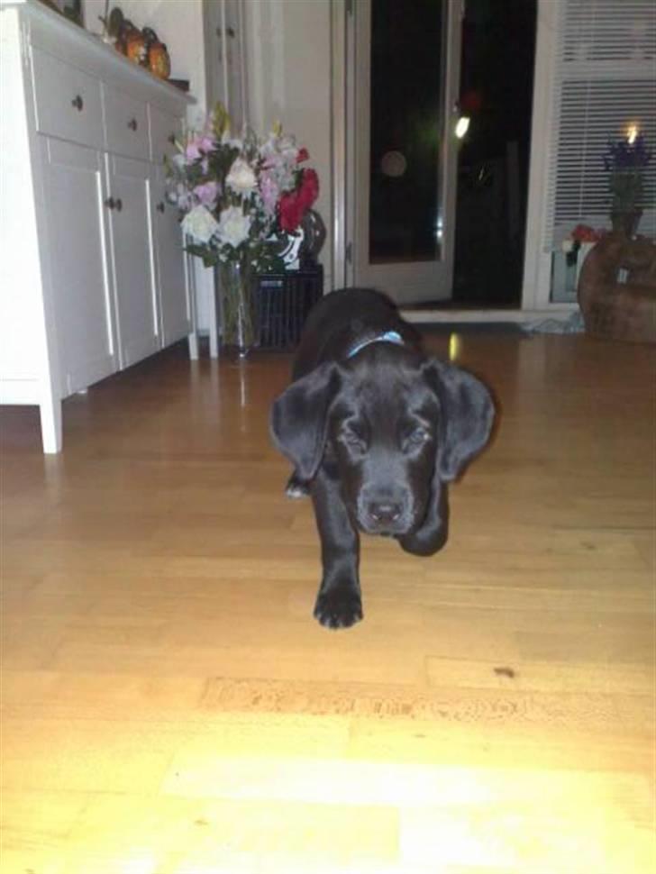 Blanding af racer Broweiler Odin - Jah jah jah kommer nuuuu  billede 7