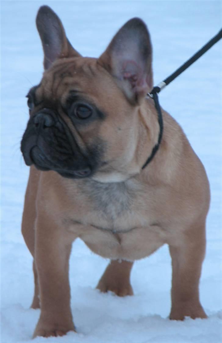 Fransk bulldog Radeau Azia - taget d. 2/1 2010 billede 1
